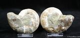 Scarce Inch Desmoceras Ammonite #1448-2
